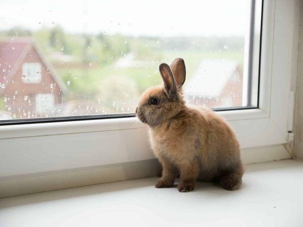 How to Create an Indoor Garden for Your Rabbit to Forage?