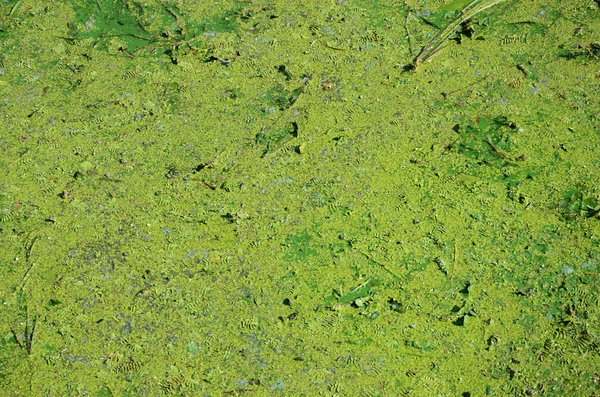 Can Structured Aquatic Play Enhance Motor Skills Development in Toddlers?